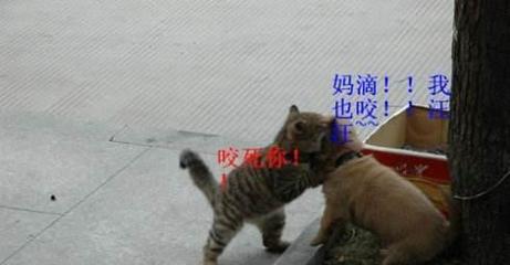 防水市场黑幕:防水材料为啥价格差那么多?